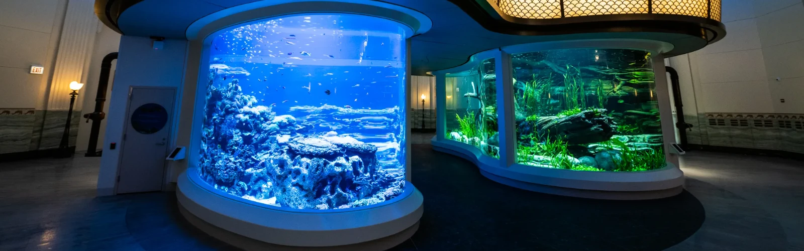 Underwater Wonders and Upscale Stays: Hotels Near Shedd Aquarium
