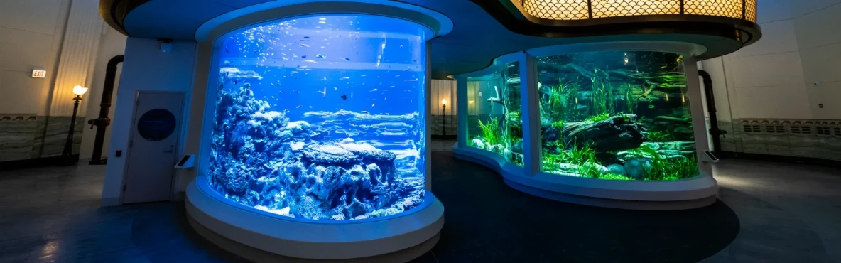Underwater Wonders and Upscale Stays: Hotels Near Shedd Aquarium
