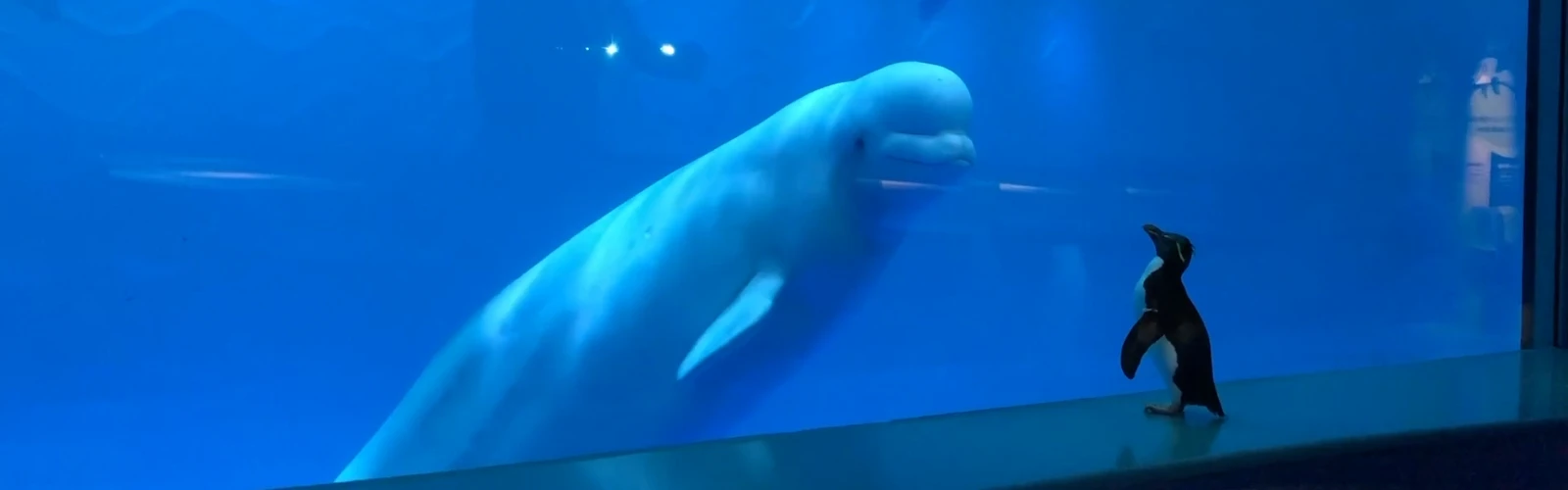 Unwind in Comfort: Top Hotels Near Shedd Aquarium With Parking
