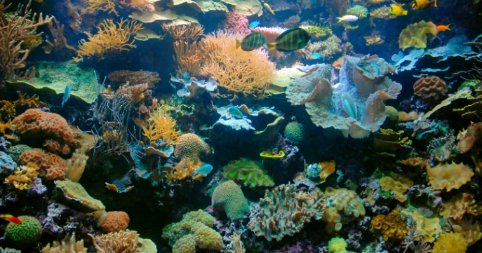 Uncover the Best Hotels Close to Shedd Aquarium for a Memorable Stay