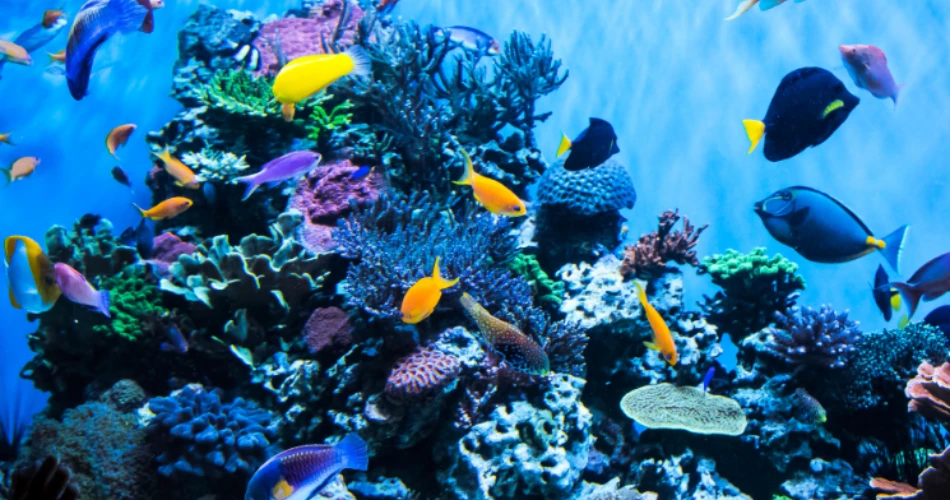 Dive Into Comfort: The Best Hotels Near Shedd Aquarium With Pool