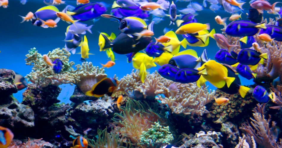 12 Incredible Hotels Near Shedd Aquarium for the Ultimate Chicago Staycation