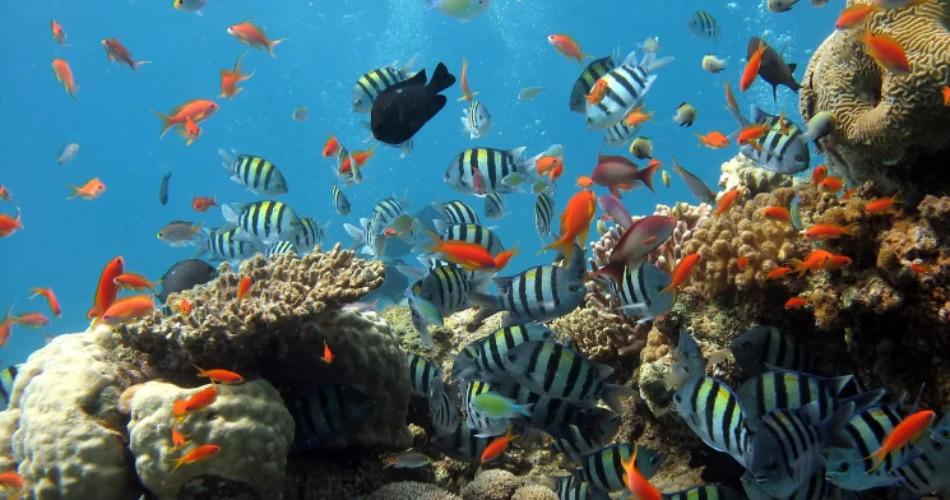 Unwind in Comfort: Top Hotels Near Shedd Aquarium With Parking
