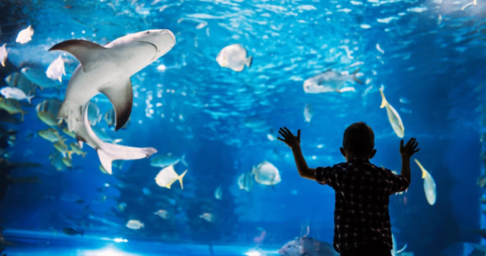 Lakefront Living: Hotels Near Shedd Aquarium and Chicago’s Iconic Attractions
